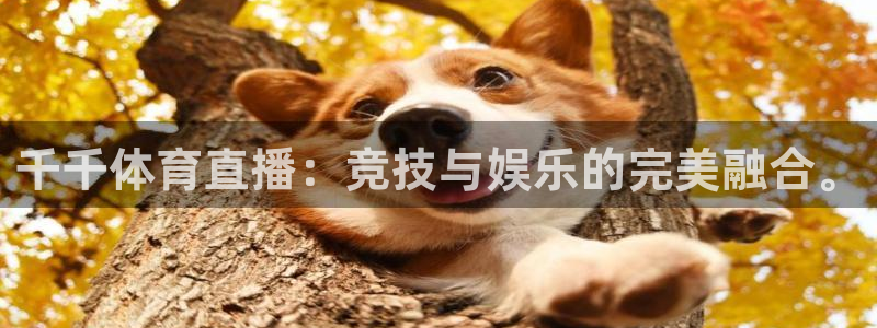 51视频在线直播nba：千千体育直播：竞技与娱乐的完美融合。
